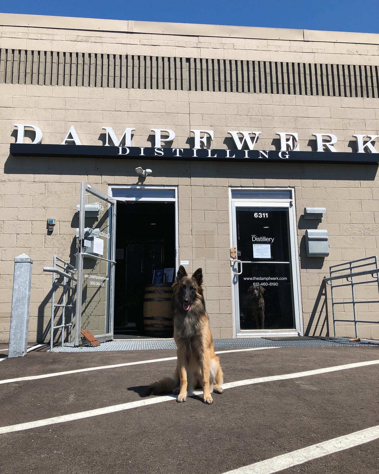 Denley the distillery dog