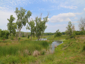 Bass Lake Preserve in summer