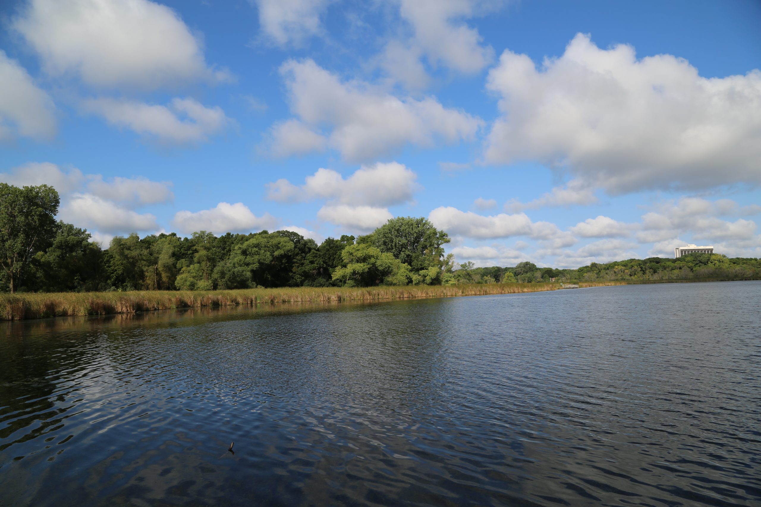 A view of Westwood Lake showing a blue sky with fluffy white clouds and a still lake with some trees in the distance